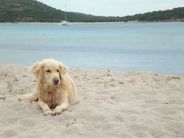 spiagge dog friendly